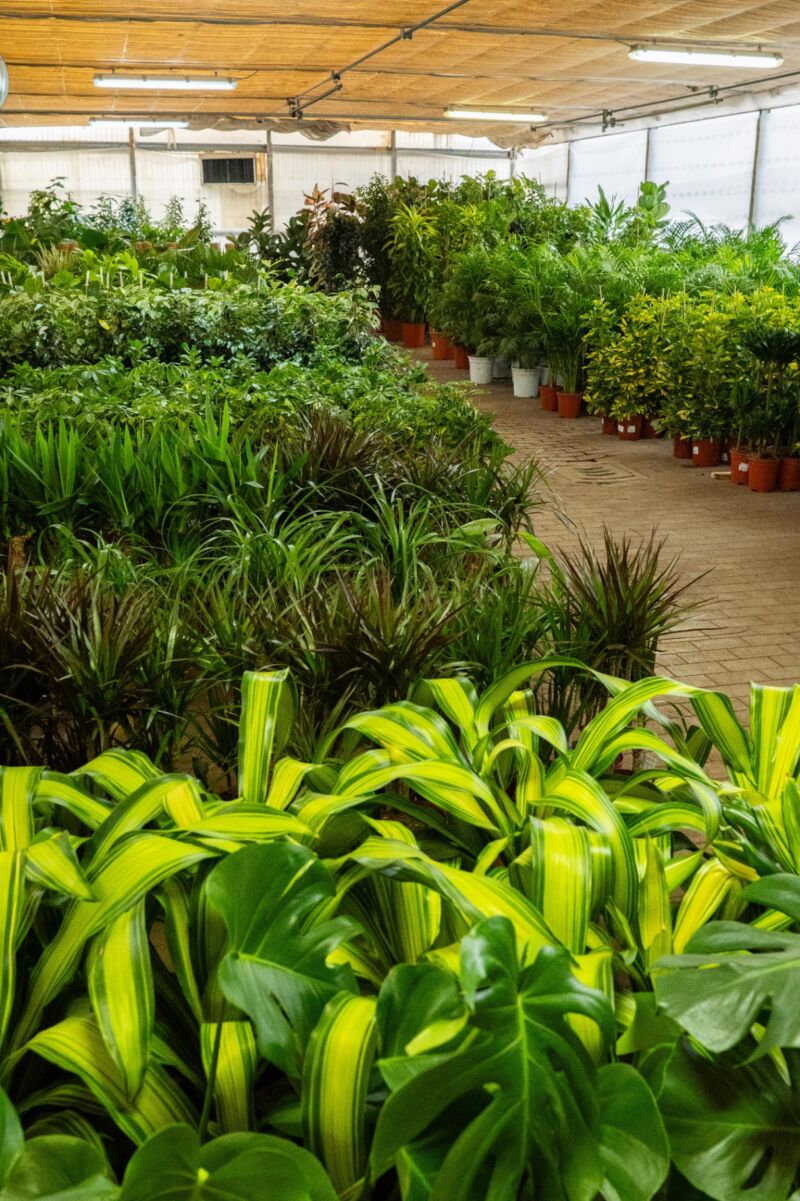 piante-da-interno-BdvlVUUf